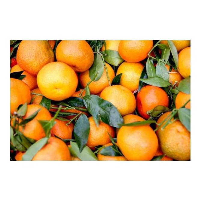 Best Selling And High Premium Fresh Valencia Oranges Fresh 100% Natural Pure Healthy Valencia Orange For Sale