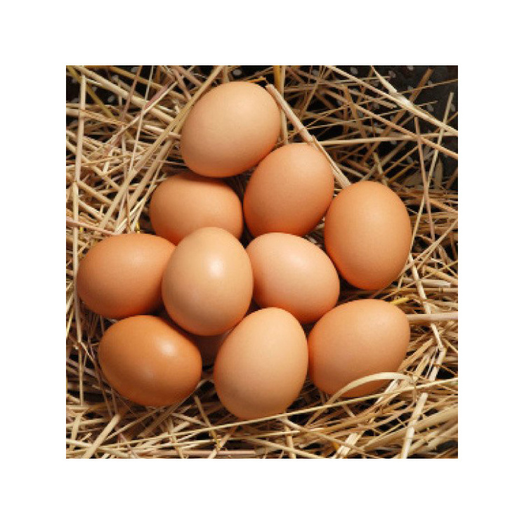 Fertilized Hatching Eggs / White and Brown eggs / hatching eggs Ross 308 and Cobb 500 and Chicken Table Eggs fresh