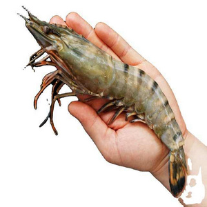 TOP QUALITY FROZEN HEAD ON SHELL ON BLACK TIGER SHRIMP FROM