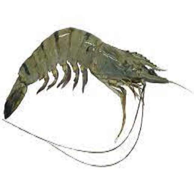 Wholesale price 2024 sale Seafood IQF Frozen Black Tiger Shrimp Fresh