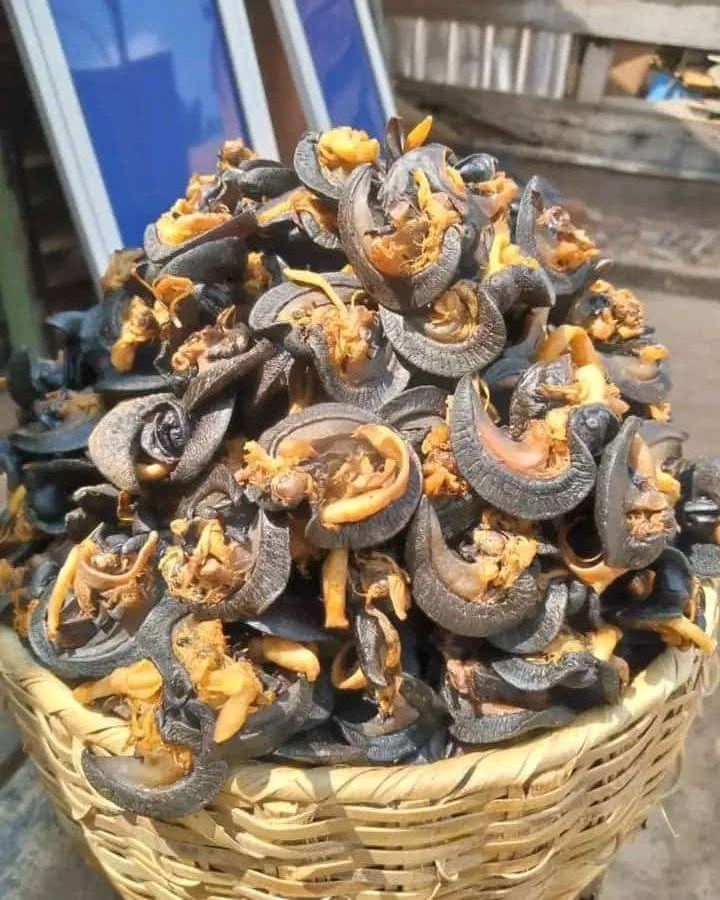 Dried / Fresh/ Frozen Snails and Giant Snails For Export Available Now