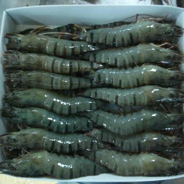 TOP QUALITY FROZEN HEAD ON SHELL ON BLACK TIGER SHRIMP FROM