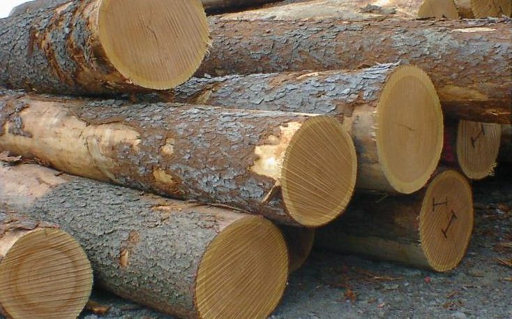 Wholesale Cheap Price Sawn Spruce Paulownia Wood Board / Edge Pine Lumber / European Softwood Timber Logs for sale