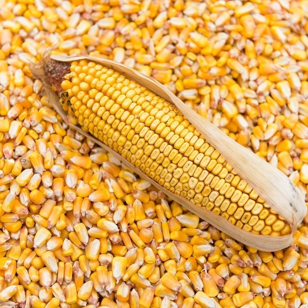 Quality Dried Sweet Yellow & white Corn Available in Bulk With Best Prize