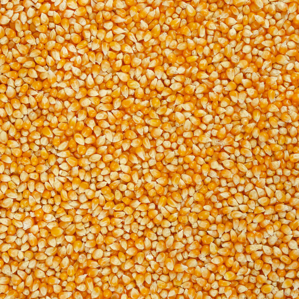 Quality Dried Sweet Yellow & white Corn Available in Bulk With Best Prize