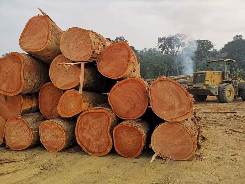 wood logs IROKO/rosewood/doussie/IROKO hardwood  Siberian Larch Sawn Timber Logs For Sale