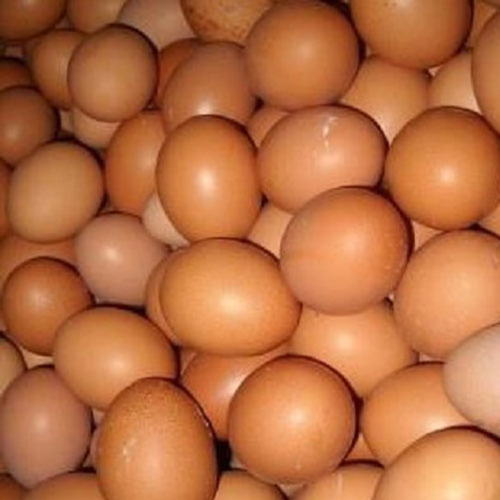 Direct Paultry Price Fresh Table Eggs and Fertilized Broiler Chicken Eggs Cobb 500/Cobb 700 Fertile eggs Ready for Export