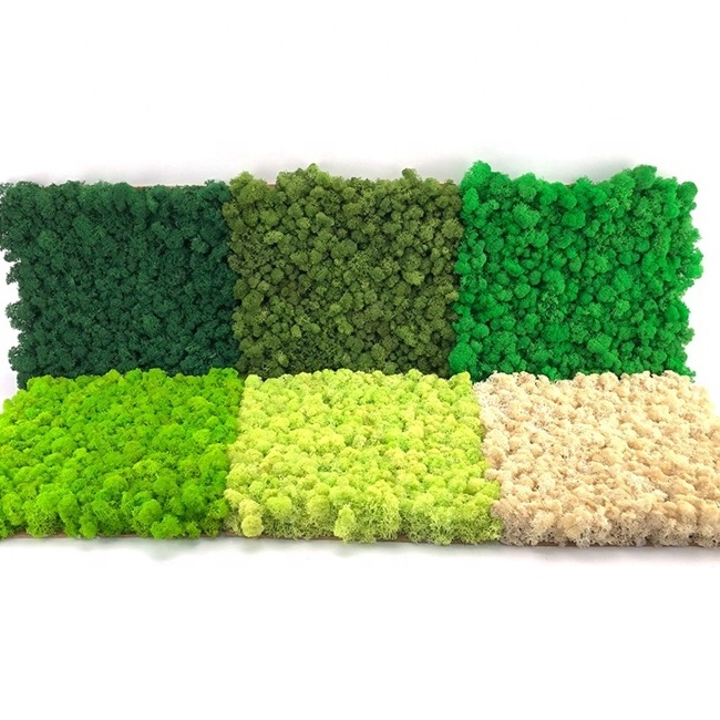 Cheap price reindeer moss preserved moss stabilized decorative moss wall panel for wall art home decor