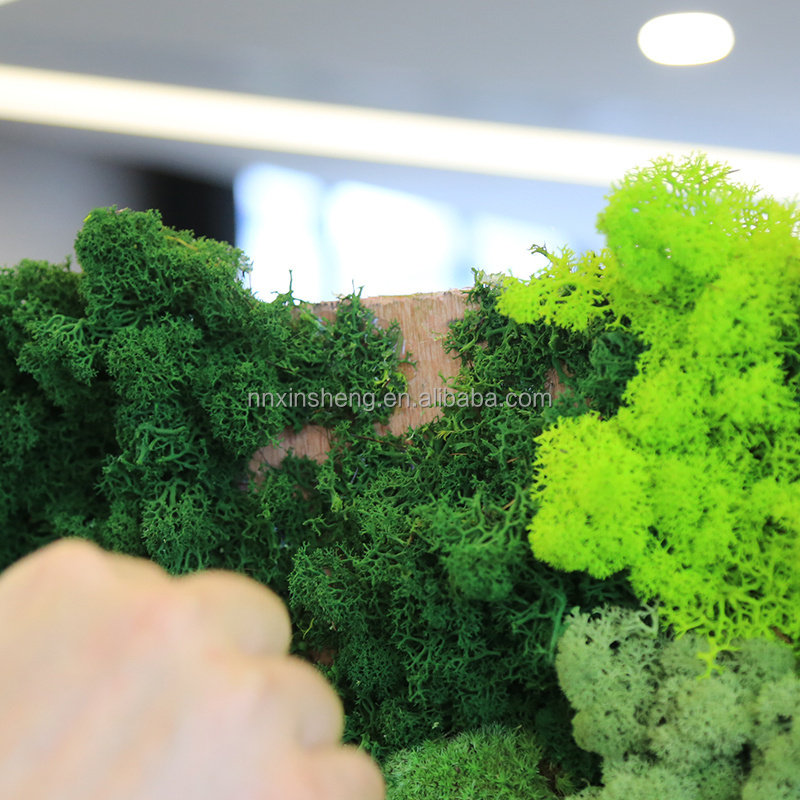 musgo natural mini moss stabilized Moss wall decoration preserved moss bulk price hotel decoration