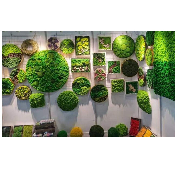 musgo natural mini moss stabilized Moss wall decoration preserved moss bulk price hotel decoration