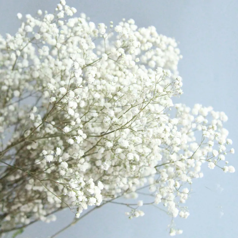 gypsophila bouquet Preserved babys breath flowers white color dried flowers baby breath for wedding or house decoration