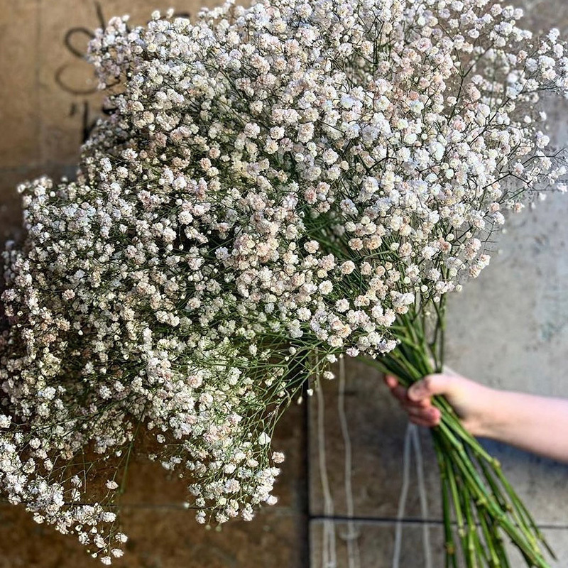 gypsophila bouquet Preserved babys breath flowers white color dried flowers baby breath for wedding or house decoration