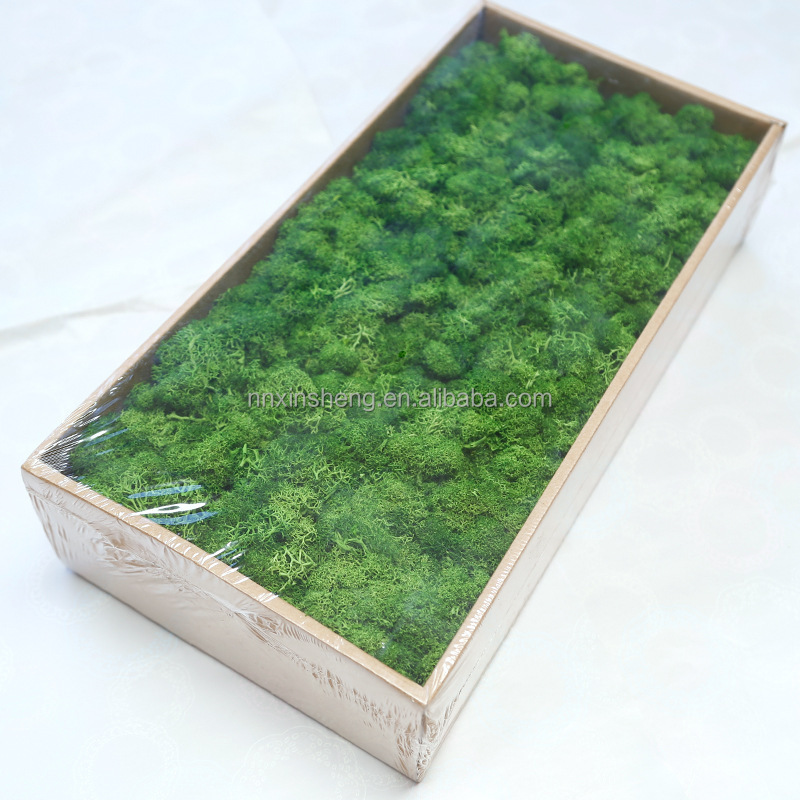 musgo natural mini moss stabilized Moss wall decoration preserved moss bulk price hotel decoration