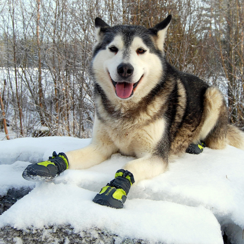 2023 New Dog Sneaker Adjustable Air Mesh Surface Dog Boots Small Medium Large Dog Shoe