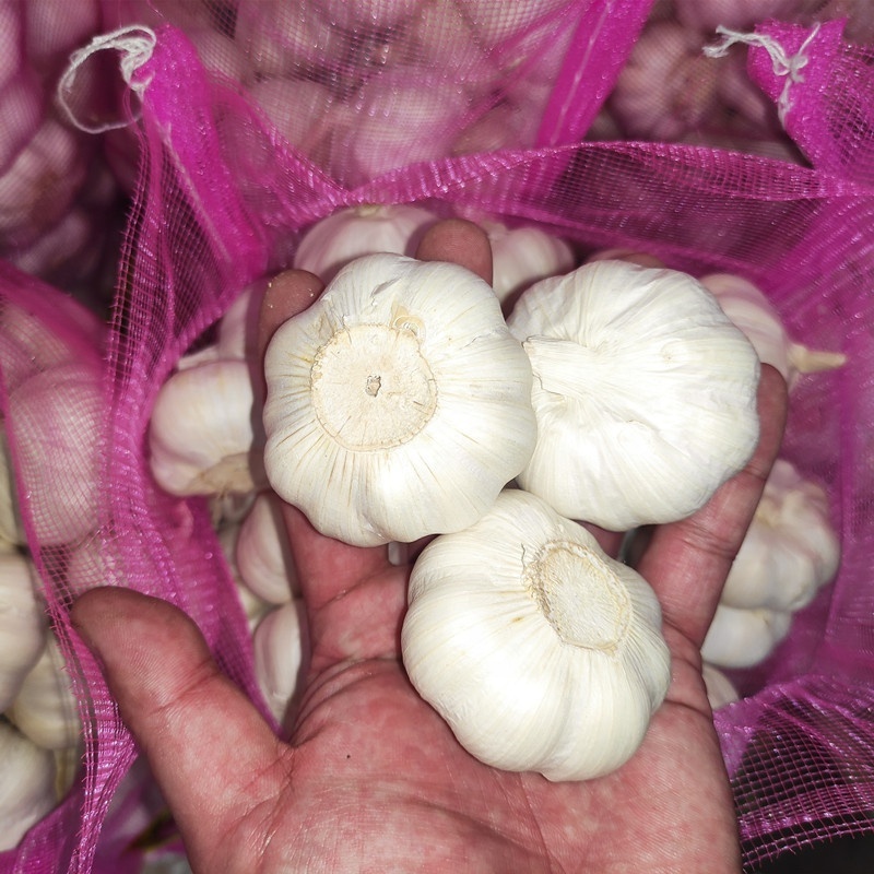 New Crop Chinese 5cm+ Normal Ajo Chino White Garlic High Quality Fresh Garlic Manufacture For Sale