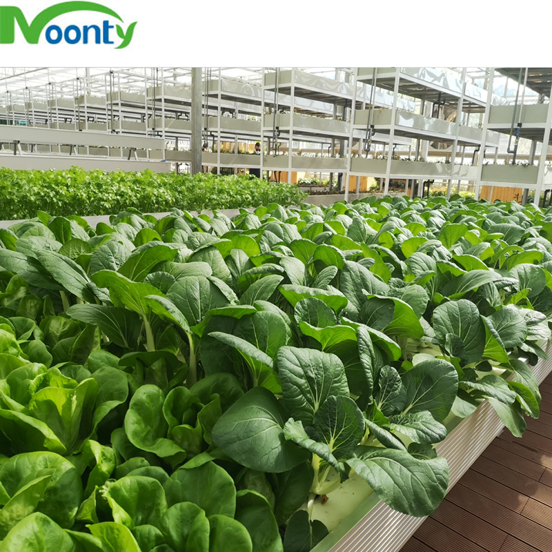 Agricultural Greenhouse Equipment DFT Hydroponics System with Growing Bench Aeroponics Grow System for Green House