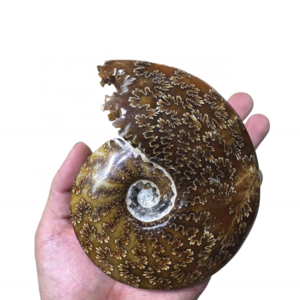 Wholesale natural gemstone snail fossils conch stone specimens