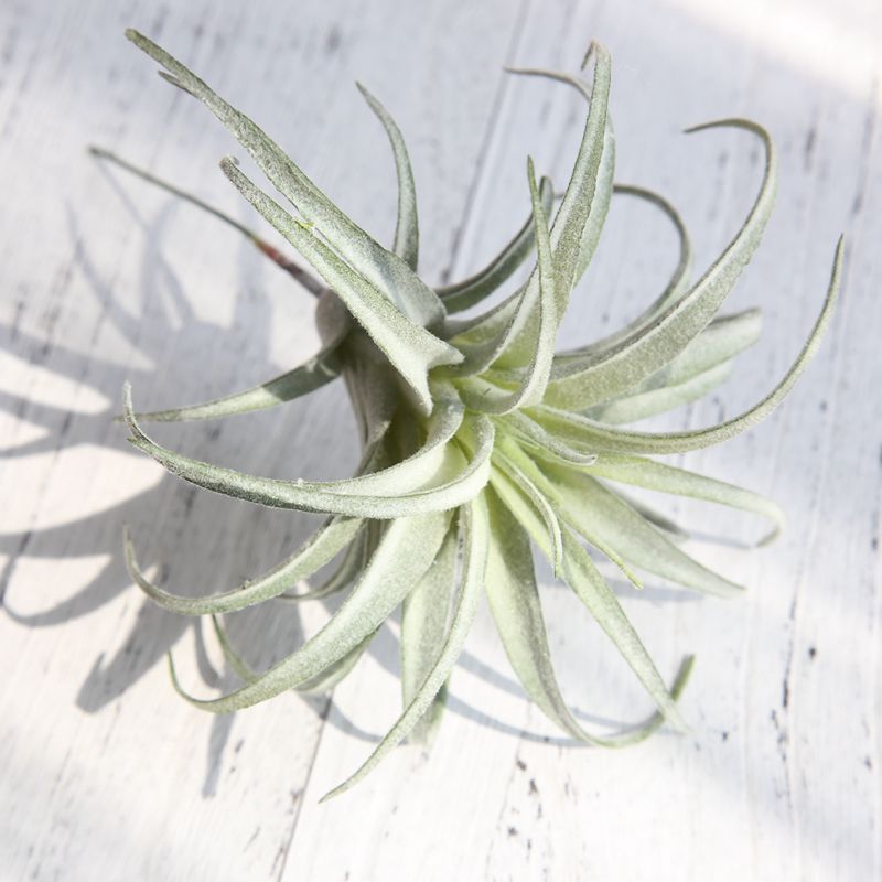 popular new Faux Plants  Air Plant Stems for Floral Arrangement Artificial Succulents Unpotted  decoration plant