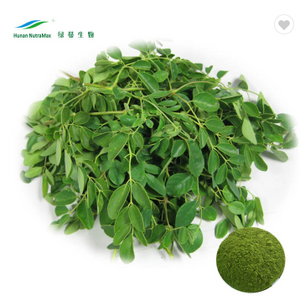 Moringa Oleifera Seeds Extract Moringa Leaf Extract Powder Food Moringa Leaf Powder Buyers in India Birch Bark Extract Nutramax