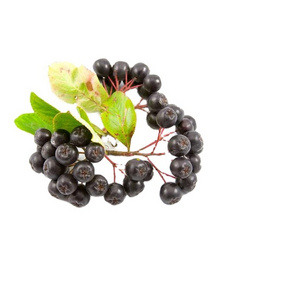 Pure Black Chokeberry Powder Extract Aronia Berry Juice Powder