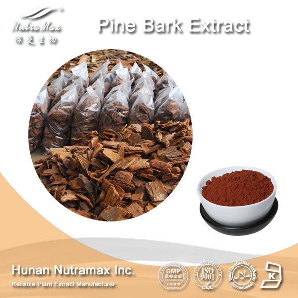 Supplement ingredients Pinus Strobus Pine Bark Extract Powder