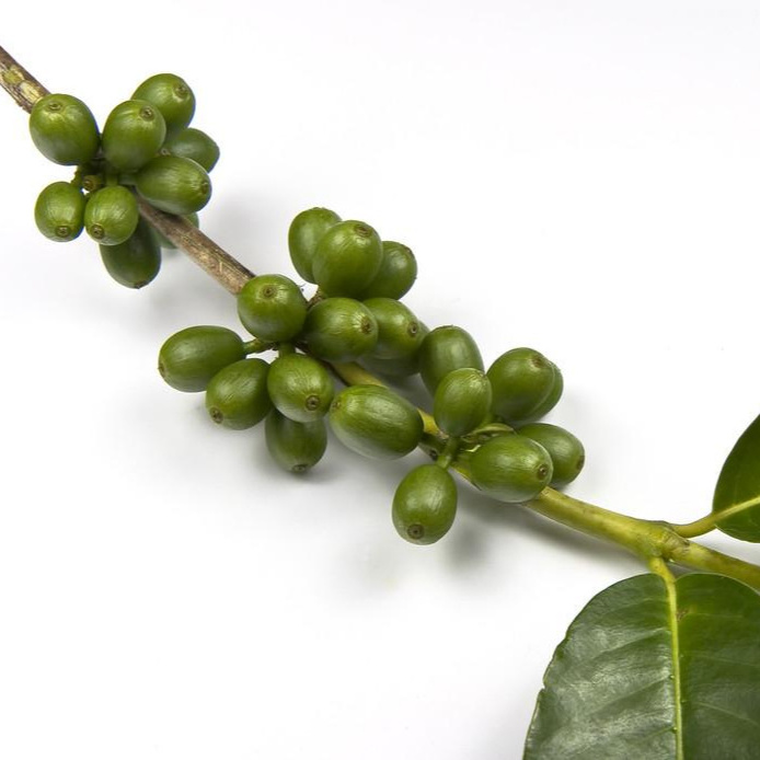 Green Coffee Bean Extract with Chlorogenic Acid powder