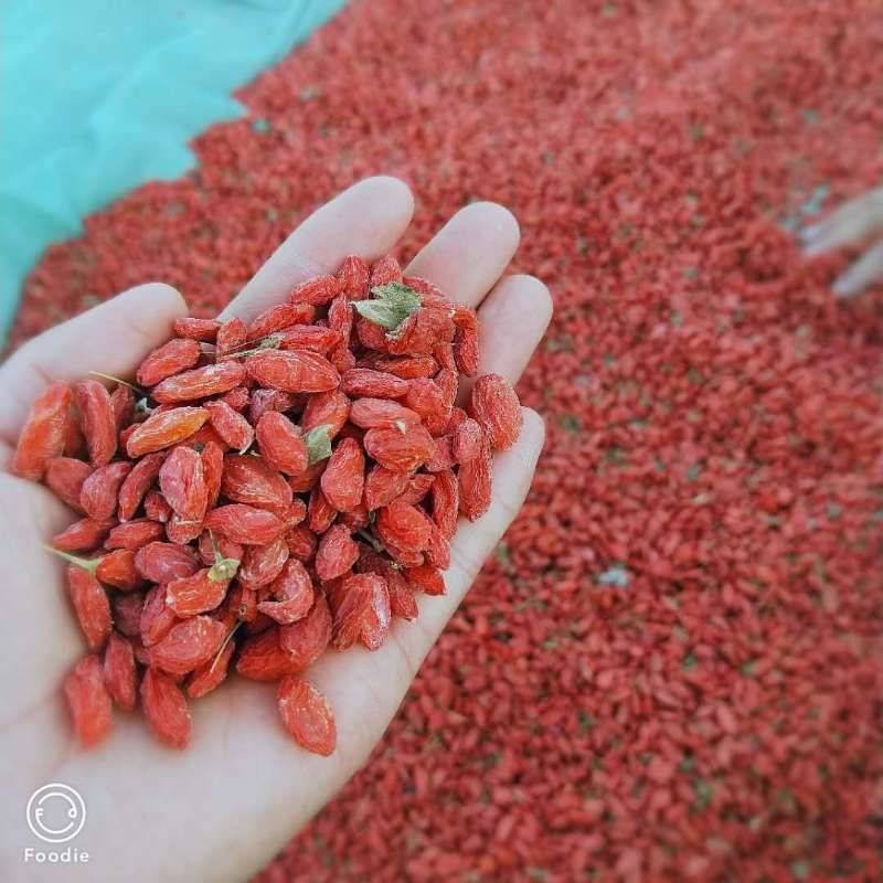 bulk ningxia fruits Dried goji berries