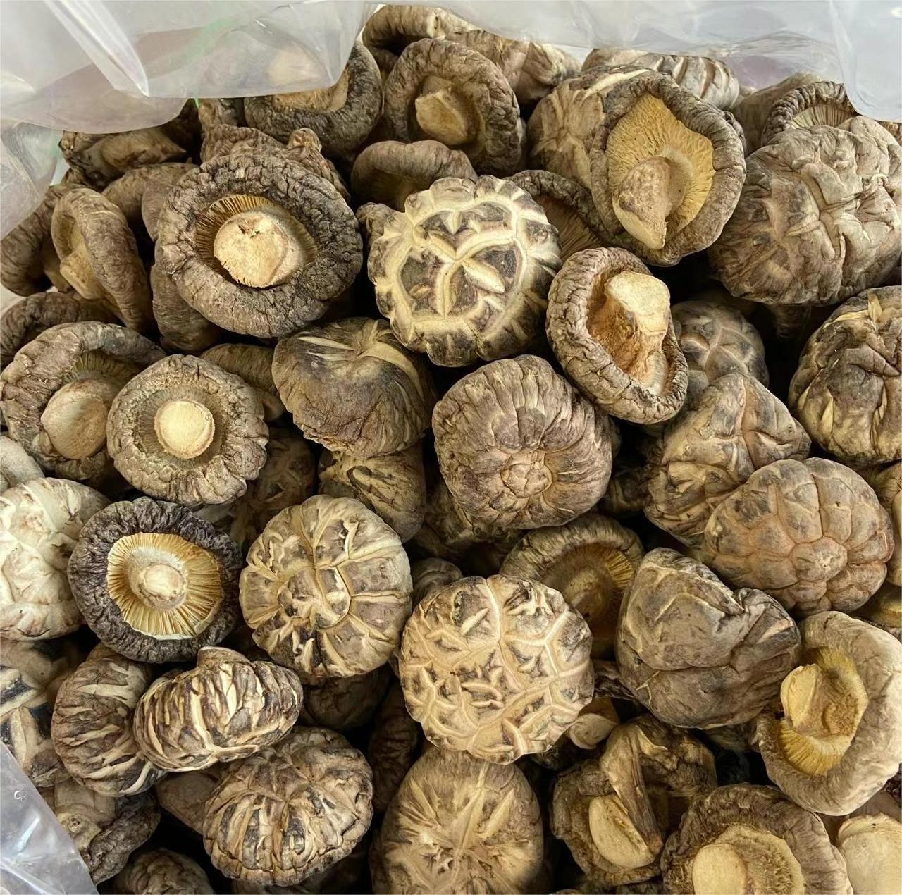 factory good quality wild tea flower mushroom 100%natural dried tea flower mushrooms for sale