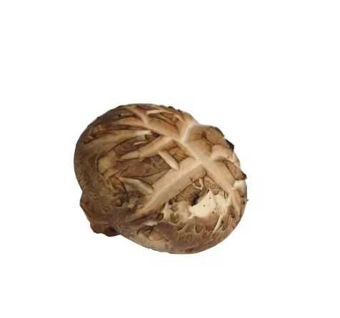 natural organic mushroom green shiitake delicious flower mushroom farmer mushroom 3-9cm 4-10cm