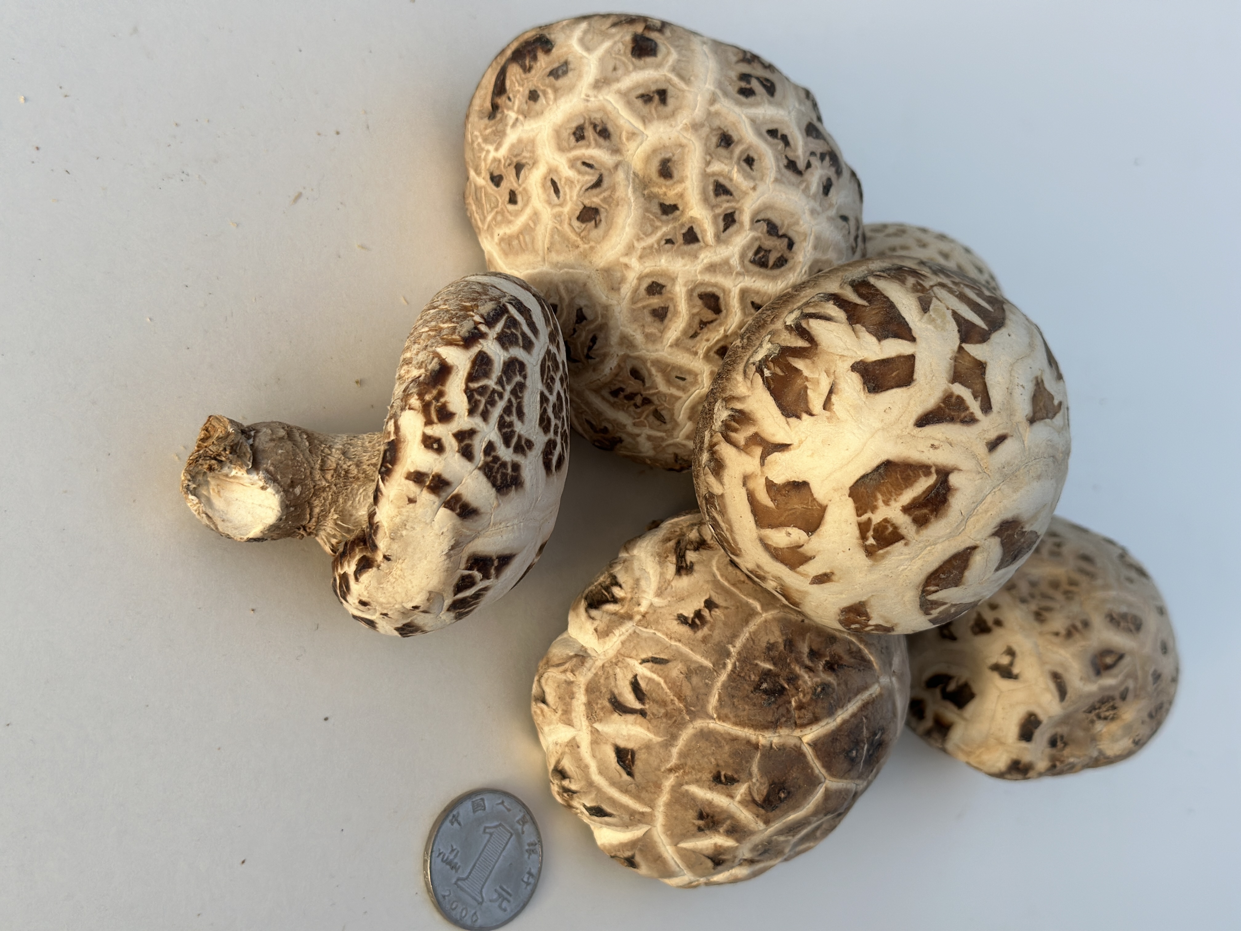 buy fresh morel mushroom,wholesale price top grade wild black or white morel mushroom