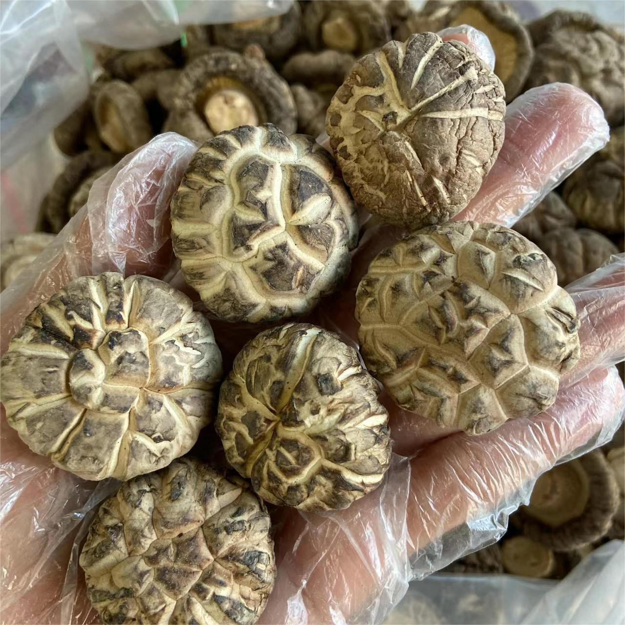 factory good quality wild tea flower mushroom 100%natural dried tea flower mushrooms for cooking or family