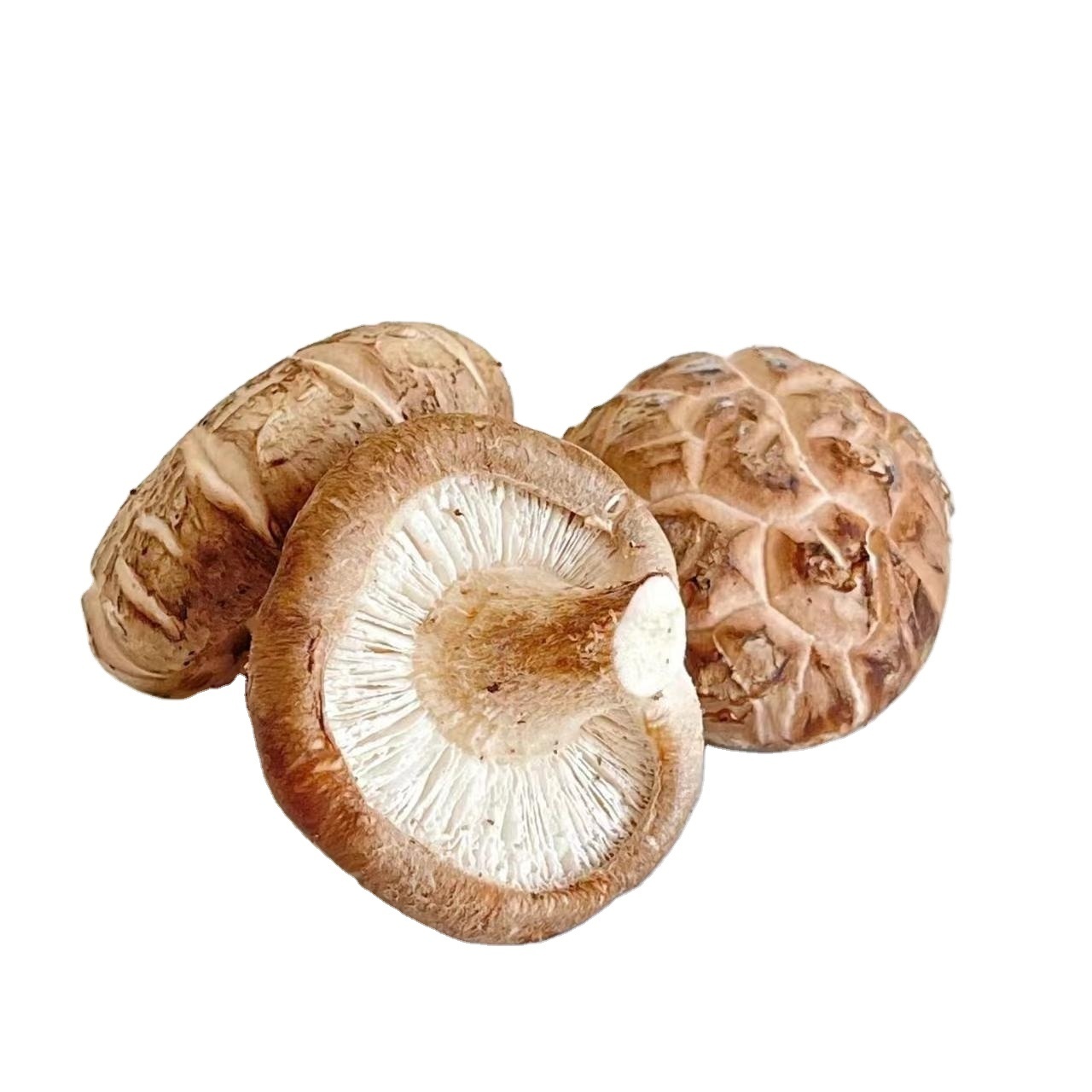 buy fresh morel mushroom,wholesale price wild black or white morel mushroom