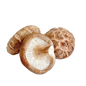 manufacturers direct sale dried tea flower mushroom healthy small flower mushroom