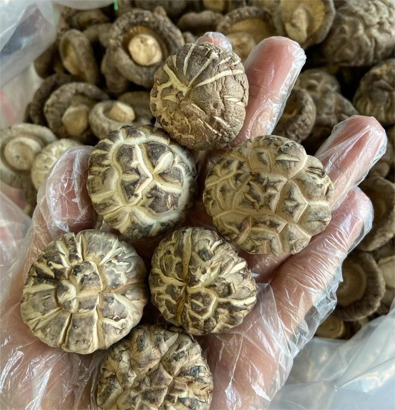 factory good quality wild tea flower mushroom 100%natural dried tea flower mushrooms for sale