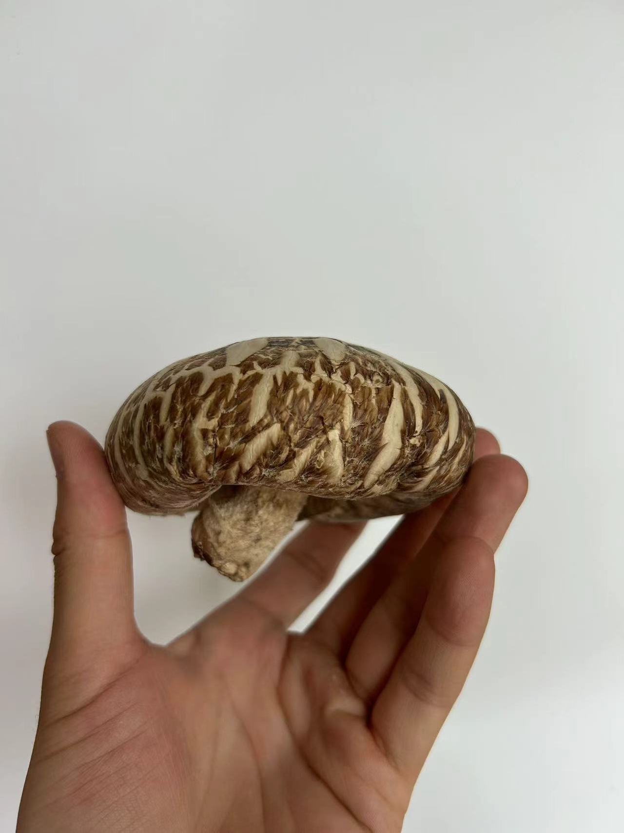 wholesale price top grade wild black or white morel mushroom - buy fresh morel mushroom