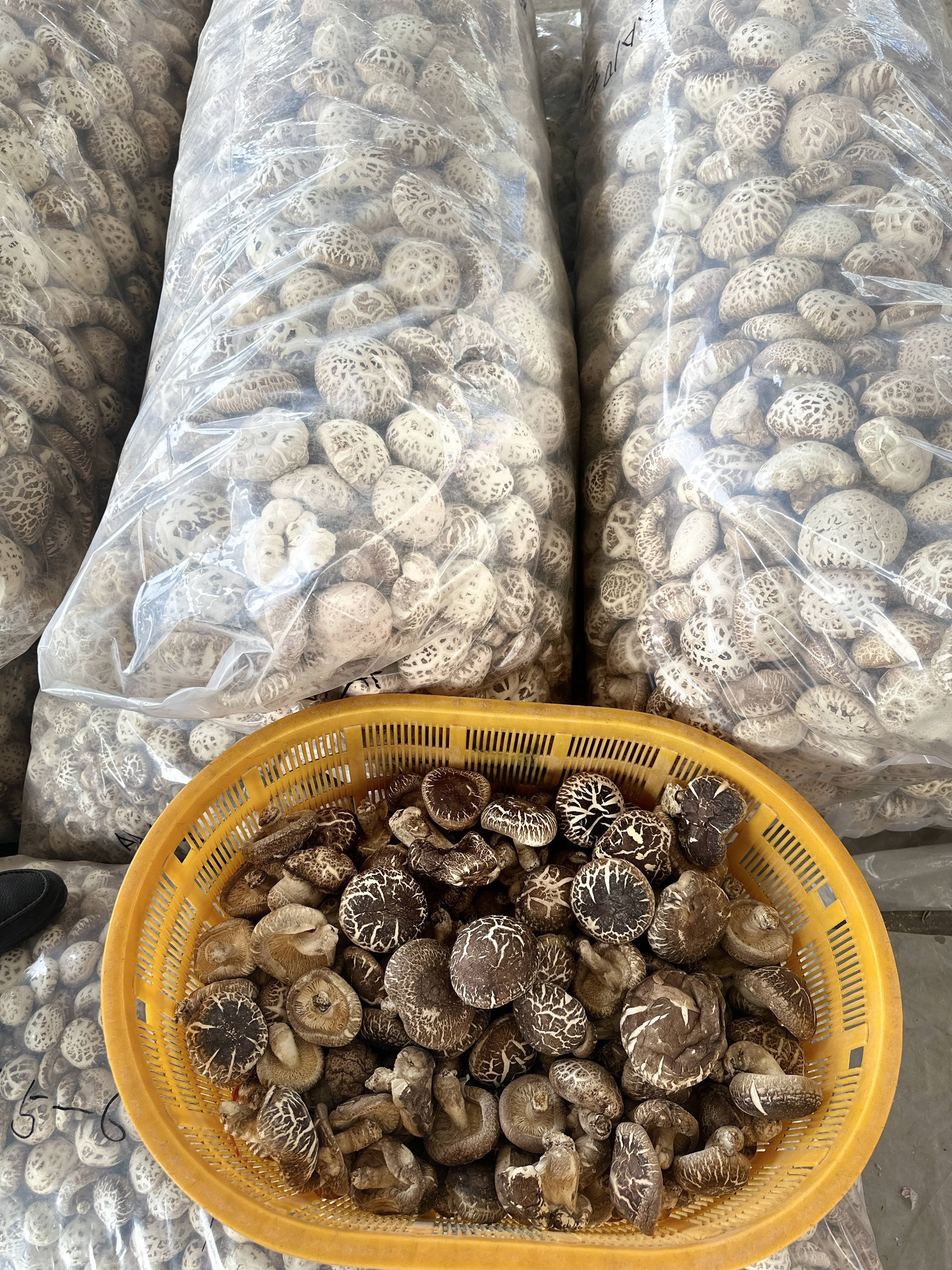 Hot Sales Fresh White Flower Shiitake Mushrooms Dehydrated Shiitake Mushroom