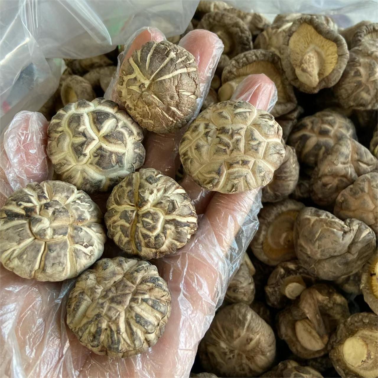 factory good quality wild tea flower mushroom 100%natural dried tea flower mushrooms for cooking or family