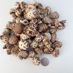 Hot Sale Log White Flower Mushroom Dry Shiitake hot Sale Dried Mushroom