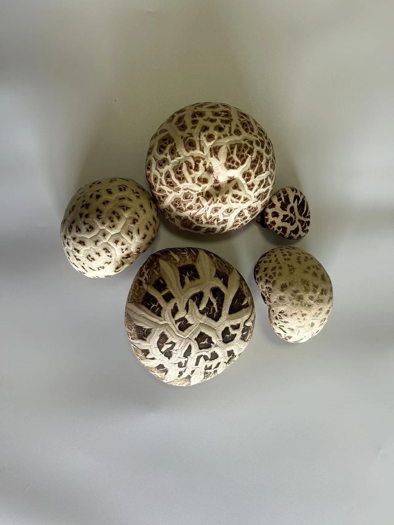 Mushroom product customization 3-4cm 4-5cm 5-6cm  Flower Shiitake Mushroom