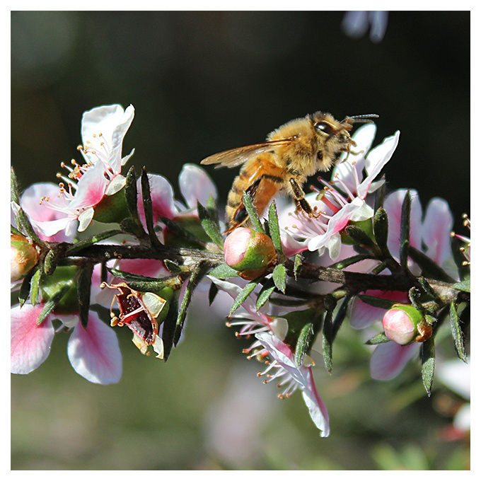 Bulk New Zealand Native Manuka Honey MGO 515+ Certified Premium Raw New Zealand Manuka Honey Wholesaler