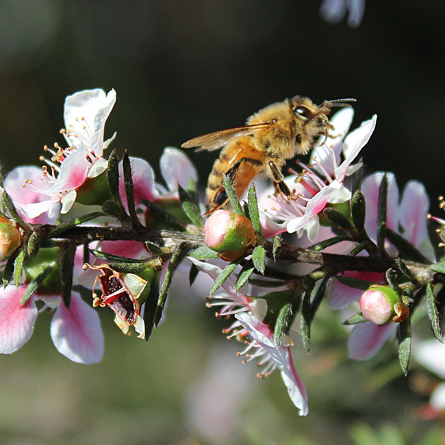 Bulk Native Manuka Honey MGO 100+ Certified New Zealand Premium Raw New Zealand Manuka High Quality Honey