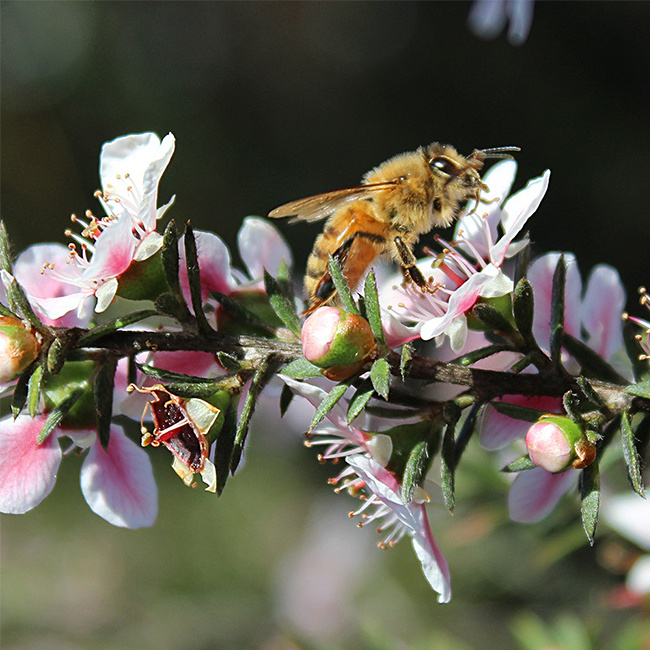 Bulk New Zealand Native Manuka Honey MGO 1000+ Certified Premium Raw New Zealand Manuka High Quality Honey