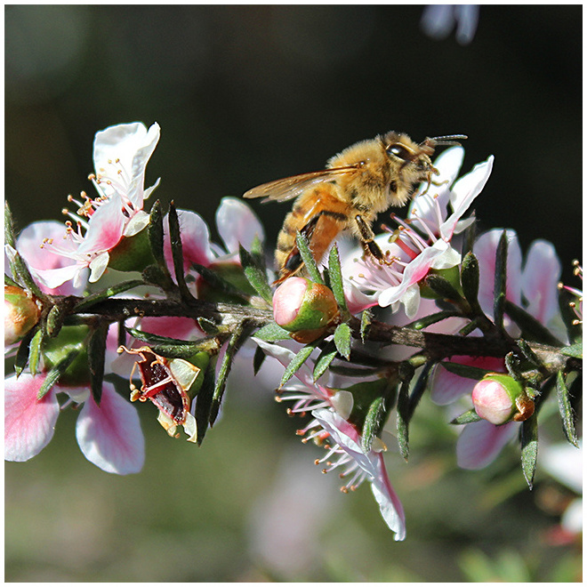 Bulk New Zealand Native Manuka Honey MGO 1000+ Certified Premium Raw New Zealand Manuka Wonderful Honey