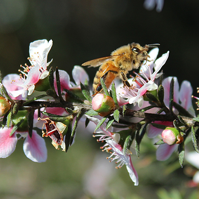 Bulk New Zealand Native Manuka Honey MGO 265+ Certified Premium Raw New Zealand Manuka High Quality Honey