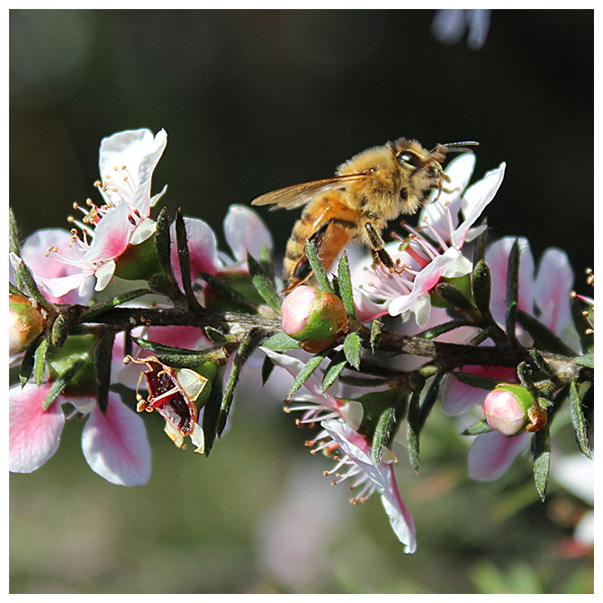 Bulk New Zealand Native Manuka Honey MGO 830+ Certified Premium Raw New Zealand Manuka Natural Original Honey