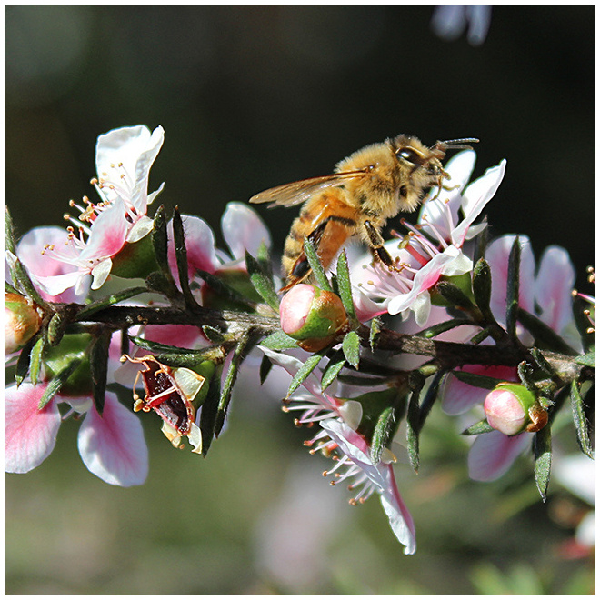 Bulk New Zealand Native Manuka Honey MGO 830+ Certified Premium Raw New Zealand Manuka Natural Fresh Honey