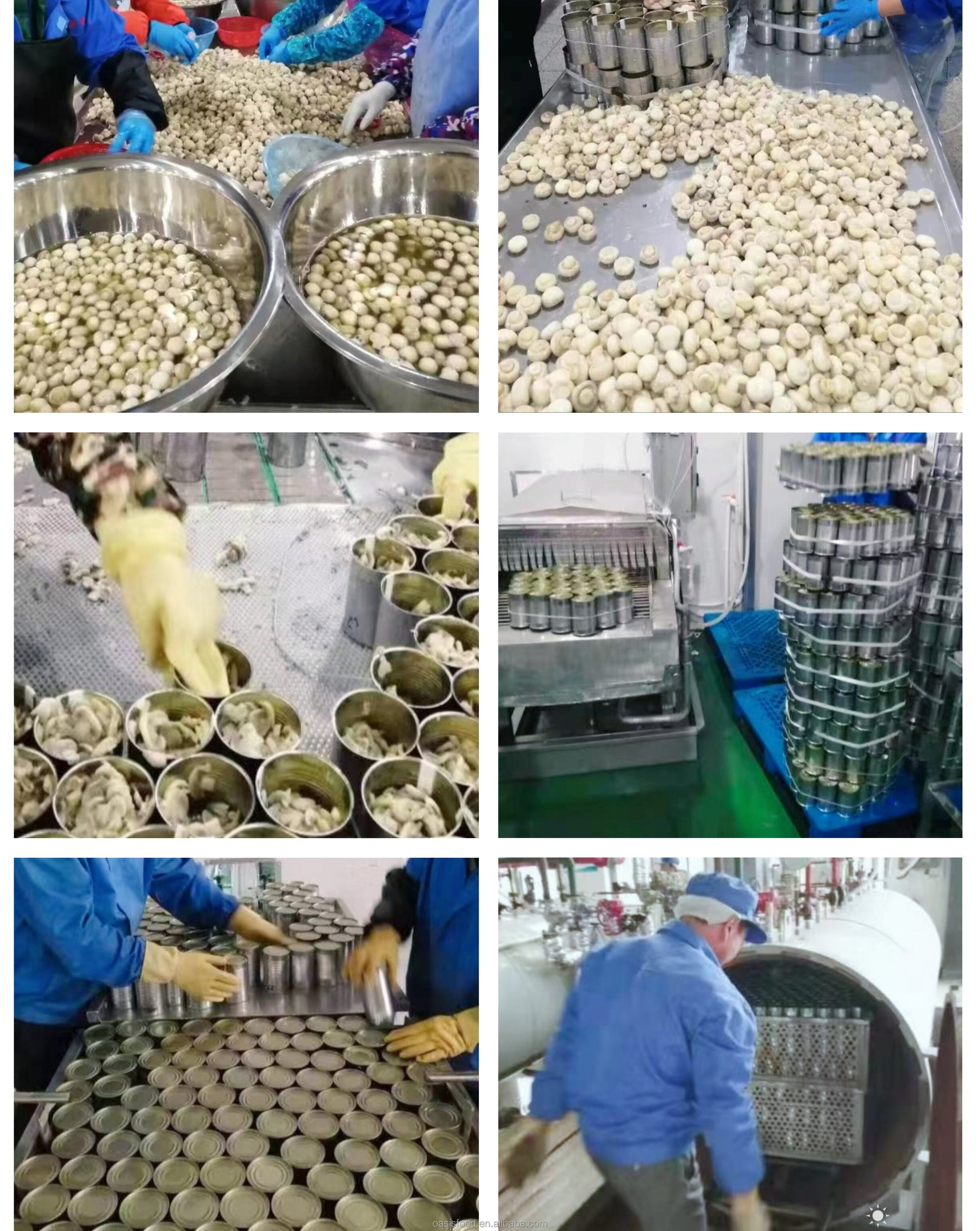 Salt Dry Edible Organic Healthy White button Champginon Botton Mushroom Canned from Foods Tinned Packaging OEM China