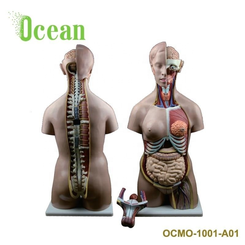 Human male and female torso model for teaching medical school