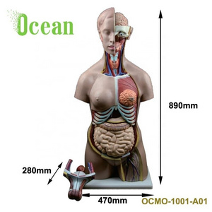 Human male and female torso model for teaching medical school