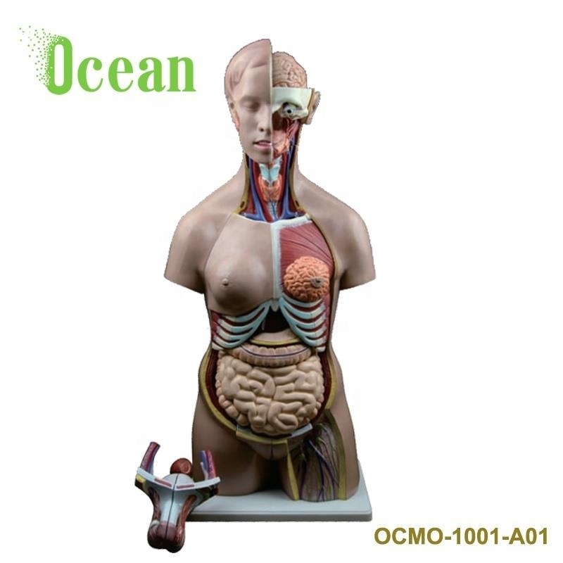 Human male and female torso model for teaching medical school